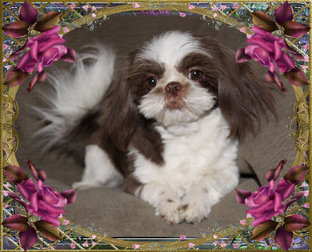 Kahlua, Chocolate & White - Chinese Imperial Shih Tzu